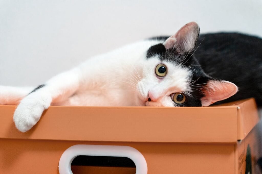 Charming portrait of a black and white domestic cat lying in a cardboard box, looking curious.